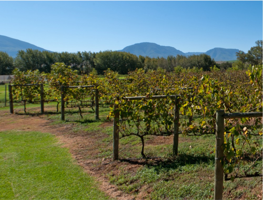 Dedoornkraal wine is environmentally friendly and organic